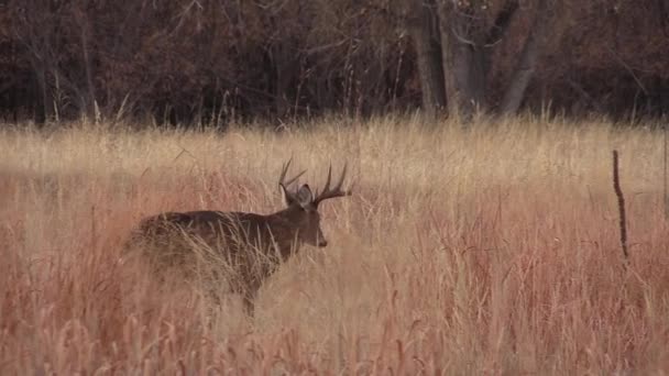 Cerf Queue Blanche Dans Colorado Automne — Video