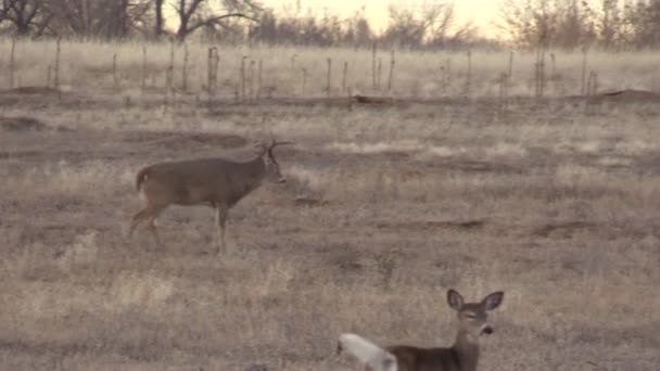 Ein Bock Weißnagel Hirsch Colorado Herbst Trat — Stockvideo