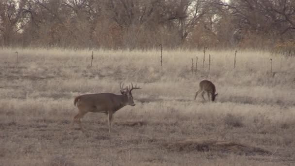 Cerf Queue Blanche Dans Colorado Automne — Video