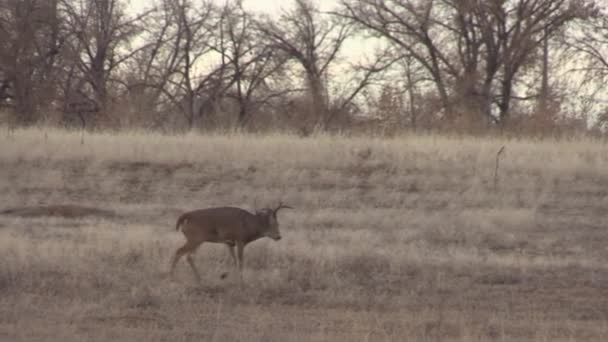 Buck Whitetail Deer Colorado Fall Rut — Stock Video