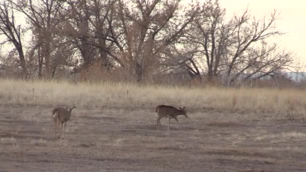 Buck Whitetail Deer Colorado Fall Rut — Stock Video