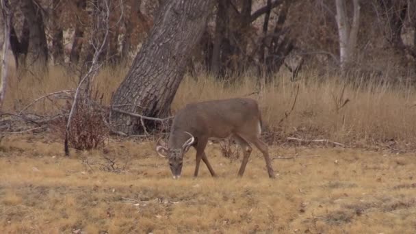 Veado Buck Whitetail Colorado Rotina Outono — Vídeo de Stock