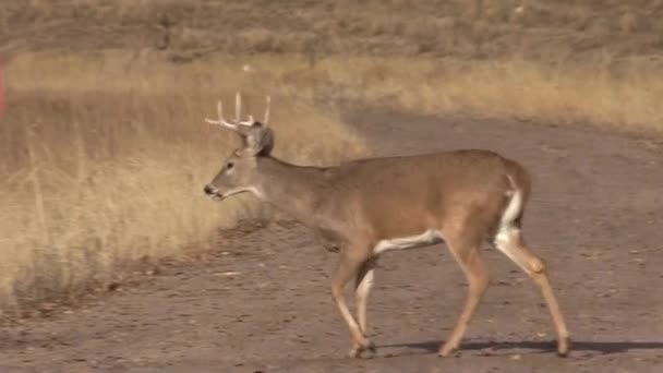 Ciervo Cola Blanca Colorado Rutina Otoño — Vídeo de stock