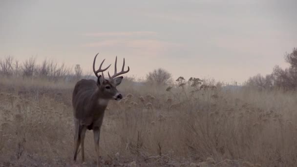 秋のルートでコロラド州のバック ホワイトテールの鹿 — ストック動画