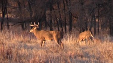 whitetail deer during the fall rut in Colorado