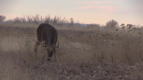 Whitetail Deer Fall Rut Colorado — Stock Video
