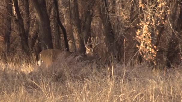 Witstaart Herten Tijdens Herfst Bronst Colorado — Stockvideo