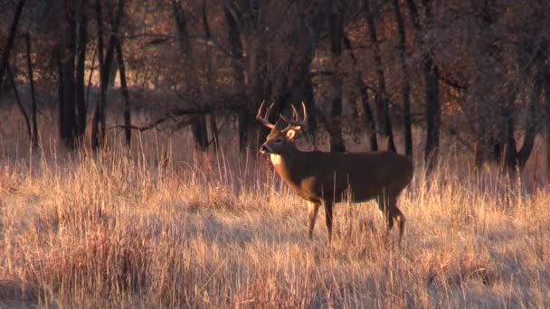 Weißnagelhirsche Während Der Herbstjagd Colorado — Stockvideo