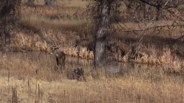 Cervo Bianco Durante Carreggiata Autunnale Colorado — Video Stock