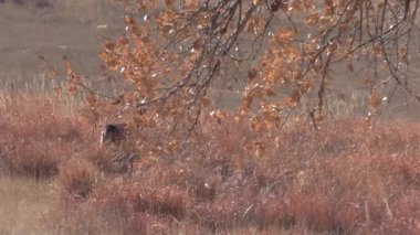 whitetail deer during the fall rut in Colorado