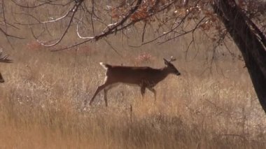 whitetail deer during the fall rut in Colorado