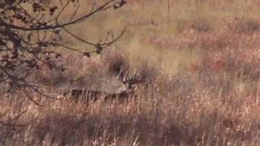 whitetail deer during the fall rut in Colorado