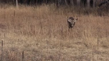 whitetail deer during the fall rut in Colorado