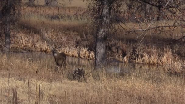 Witstaart Herten Tijdens Herfst Bronst Colorado — Stockvideo