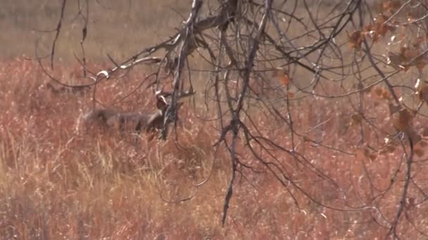 Weißnagelhirsche Während Der Herbstjagd Colorado — Stockvideo