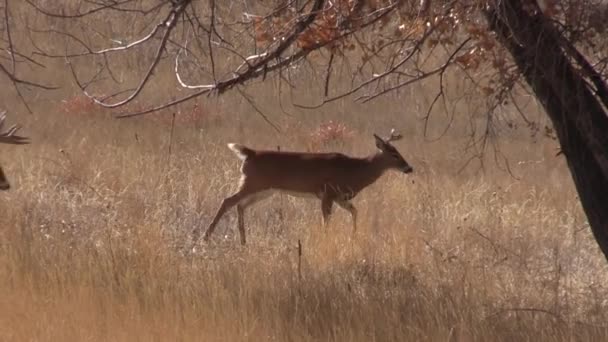 cerf de Virginie pendant l'ornière d'automne dans le Colorado 