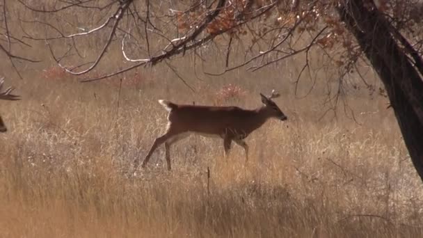 Cervo Bianco Durante Carreggiata Autunnale Colorado — Video Stock