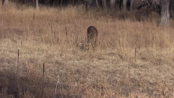 Witstaart Herten Tijdens Herfst Bronst Colorado — Stockvideo