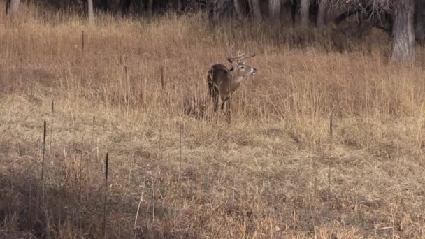 Witstaart Herten Tijdens Herfst Bronst Colorado — Stockvideo