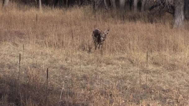 Weißnagelhirsche Während Der Herbstjagd Colorado — Stockvideo