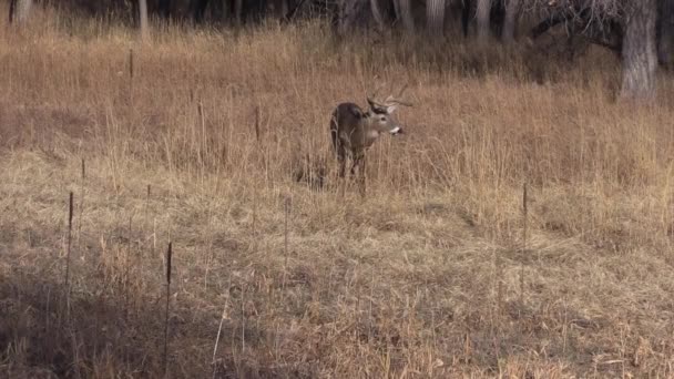 Weißnagelhirsche Während Der Herbstjagd Colorado — Stockvideo