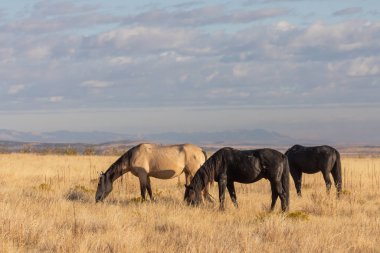 Utah çölünde sonbaharda vahşi atlar