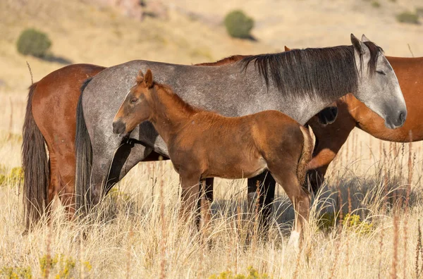 Caballos Salvajes Desierto Utah Otoño — Foto de Stock