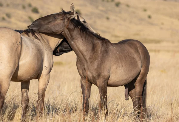 Cavalos Selvagens Deserto Utah Outono — Fotografia de Stock