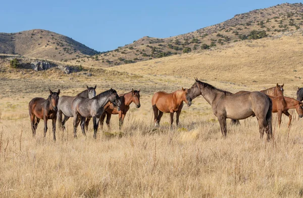 Wild Horses Utah Desert Fall — Stock Photo, Image