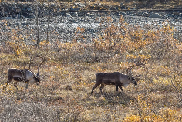 Unfruchtbarer Boden Karibus Bullen Denali Nationalpark Alaska Herbst — Stockfoto