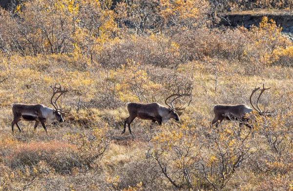 Unfruchtbarer Boden Karibus Bullen Denali Nationalpark Alaska Herbst — Stockfoto