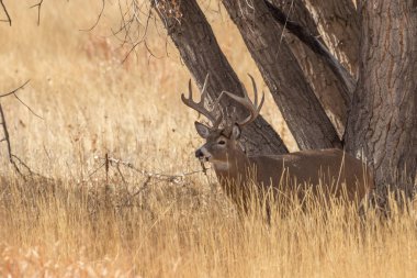 Sonbaharda Colorado 'da beyaz kuyruklu geyik geyiği.