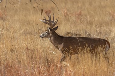 Sonbaharda Colorado 'da beyaz kuyruklu geyik geyiği.