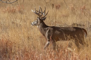 Sonbaharda Colorado 'da beyaz kuyruklu geyik geyiği.