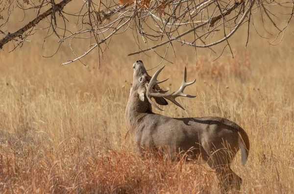 Een Witstaart Hertenbok Colorado Tijdens Sleur Herfst — Stockfoto