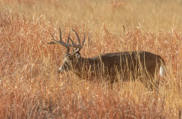 Whitetail Deer Buck Colorado Rut Fall — Stock Photo, Image