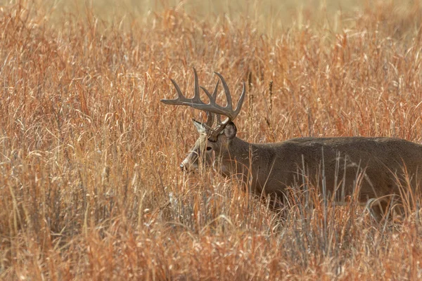 Whitetail Deer Buck Colorado Rut Fall — Stock Photo, Image
