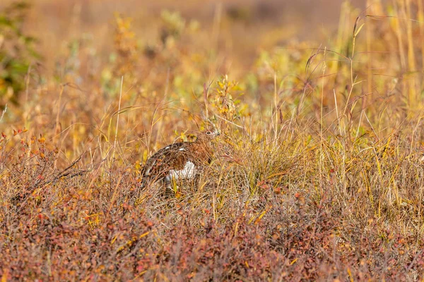 Lagopède Saule Plumage Automnal Dans Denali Nationalpark Alaska — Photo