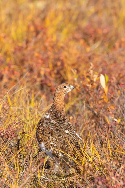 Vrba Ptarmigan Podzimním Peří Denali Nationalpark Aljaška — Stock fotografie