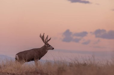 Colorado 'da sonbahar monotonluğu sırasında gün doğumunda büyük bir geyik geyiği.