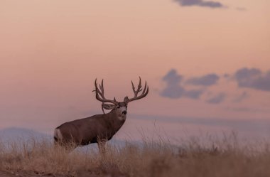 Colorado 'da sonbahar monotonluğu sırasında gün doğumunda büyük bir geyik geyiği.