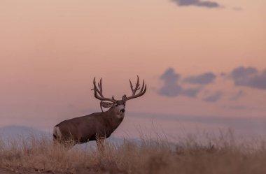 a big mule deer buck at sunrise during the fall rut in Colorado clipart