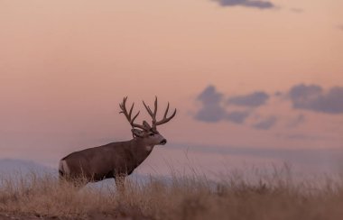 Colorado 'da sonbahar monotonluğu sırasında gün doğumunda büyük bir geyik geyiği.