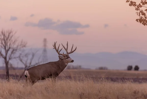 Большой Олень Мул Восходе Солнца Время Осенней Охоты Колорадо — стоковое фото