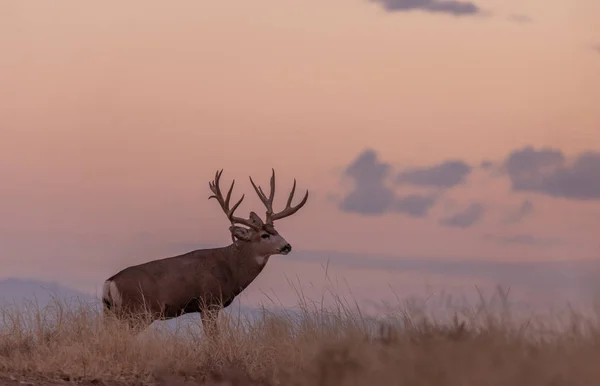 Big Mule Deer Buck Sunrise Fall Rut Colorado — Stock Photo, Image