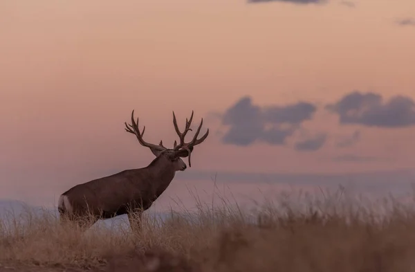 Big Mule Deer Buck Sunrise Fall Rut Colorado — Stock Photo, Image