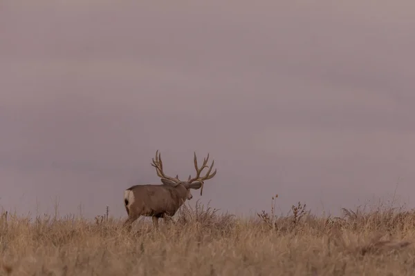Stor Mulåsna Rådjur Bock Vid Soluppgången Hösten Rut Colorado — Stockfoto