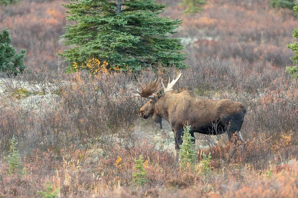 Een Alaska Yukon Stier Eland Herfst Denali National Ark — Stockfoto