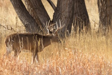 Sonbaharda Colorado 'da monotonluk döneminde bir beyaz kuyruklu geyik.