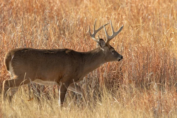 Barril Veado Whitetail Durante Rotina Colorado Outono — Fotografia de Stock